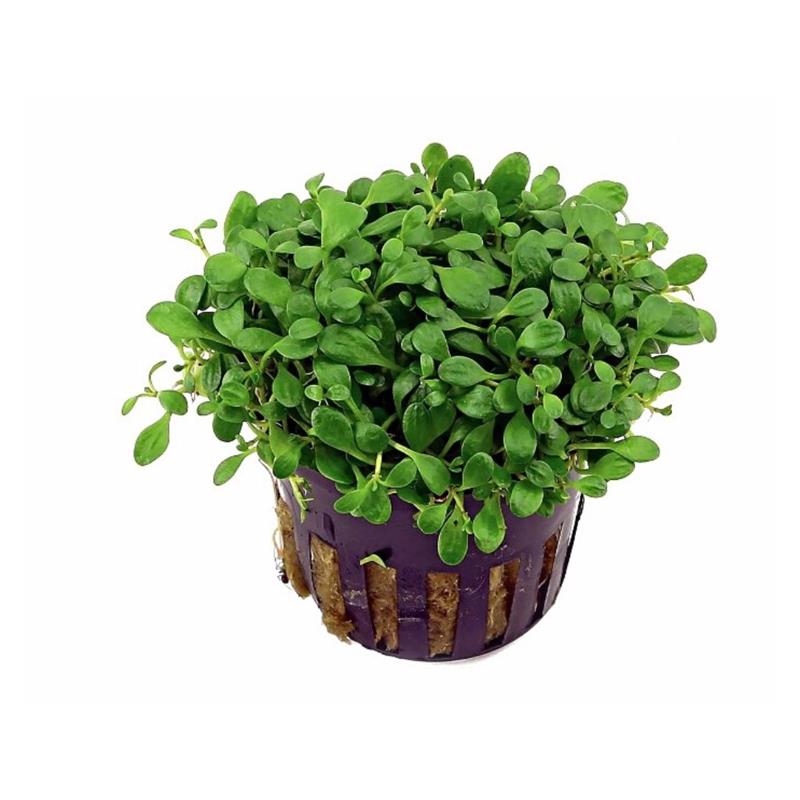 Planta acvariu Glossostigma Elatinoides Stoffels - imagine 3